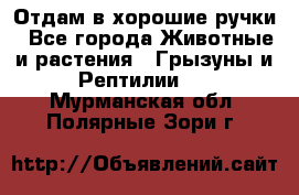 Отдам в хорошие ручки - Все города Животные и растения » Грызуны и Рептилии   . Мурманская обл.,Полярные Зори г.